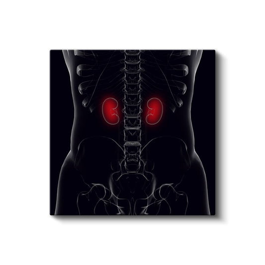 Nefrolog - Böbrek Anatomisi ve Fonksiyonu Kanvas Tablo