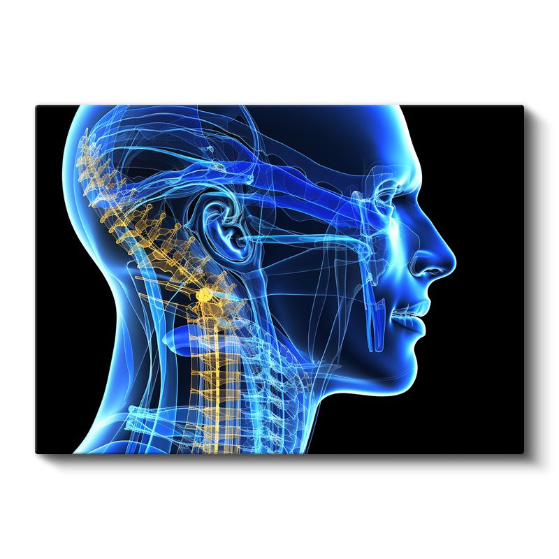 Nöroloji Uzmanı - Sinir Sistemi Anatomisi Kanvas Tablo
