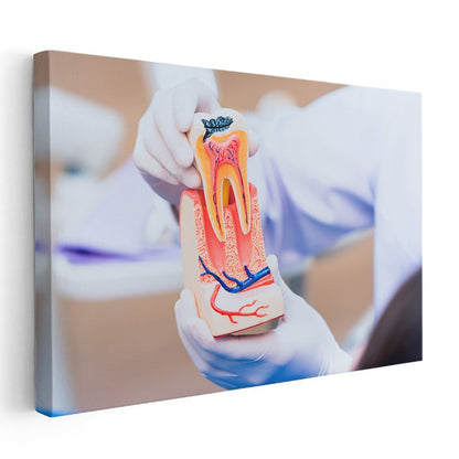 Diş Hekimi - Diş Anatomisi Eğitimi Kanvas Tablo