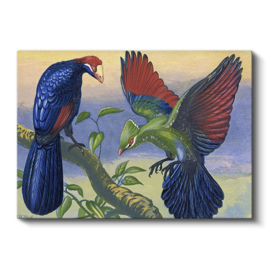 John Gould - Egzotik Kuşlar Kanvas Tablo