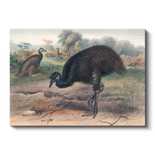John Gould - Avustralya Emusu Kanvas Tablo
