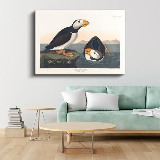 John James Audubon - Büyük Gagalı Deniz Papağanları Kanvas Tablo