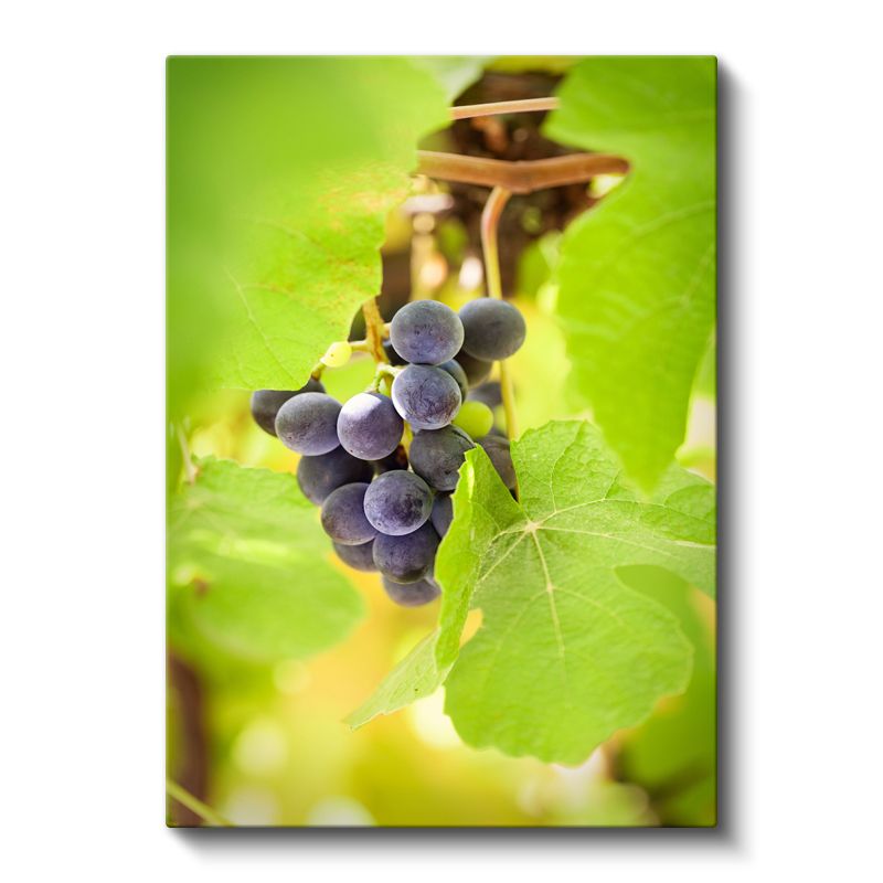 Üzüm Salkımı - Bağbozumu Lezzeti Kanvas Tablo