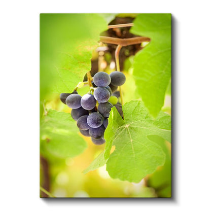 Üzüm Salkımı - Bağbozumu Lezzeti Kanvas Tablo