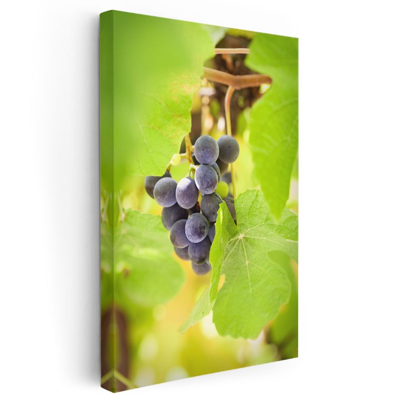 Üzüm Salkımı - Bağbozumu Lezzeti Kanvas Tablo