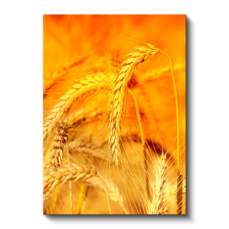 Altın Başaklar - Doğal Buğday Taneleri Kanvas Tablo