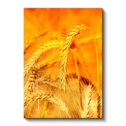 Altın Başaklar - Doğal Buğday Taneleri Kanvas Tablo