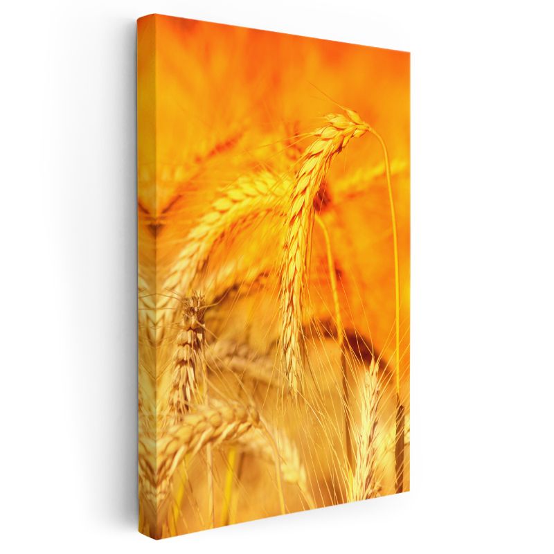 Altın Başaklar - Doğal Buğday Taneleri Kanvas Tablo
