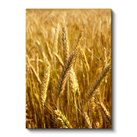 Altın Başaklar - Bereketin Simgesi Kanvas Tablo