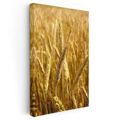 Altın Başaklar - Bereketin Simgesi Kanvas Tablo