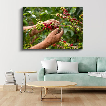 Kahve Hasadı - Taze Çekirdekler Kanvas Tablo