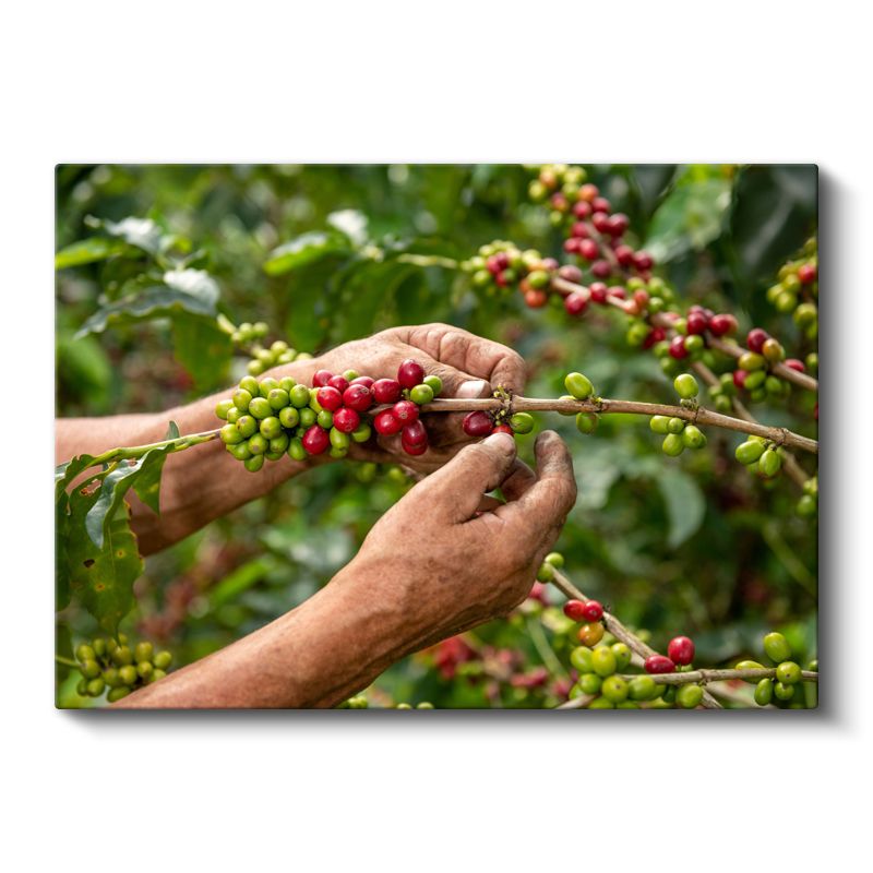 Kahve Hasadı - Taze Çekirdekler Kanvas Tablo