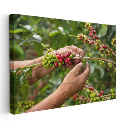 Kahve Hasadı - Taze Çekirdekler Kanvas Tablo