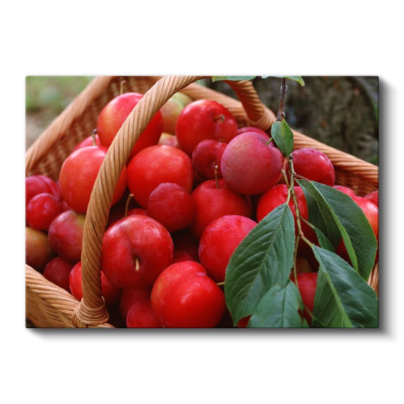 Kırmızı Elma Hasadı - Taze Meyve Sepeti Kanvas Tablo