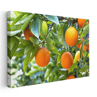 Portakal Ağacı - Taze Narenciye Bahçesi Kanvas Tablo