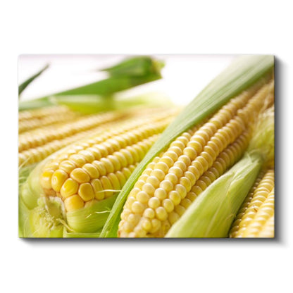 Taze Mısır - Altın Sarısı Koçanlar Kanvas Tablo